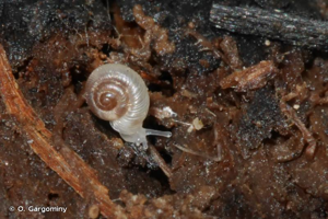 Vallonia enniensis (Gredler, 1856) © O. Gargominy