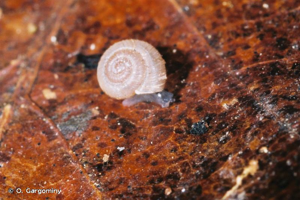 Gittenbergia sororcula (Benoit, 1859) © O. Gargominy