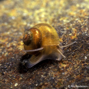 Valvata piscinalis (O.F. Müller, 1774) © R. Andersson