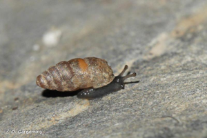 Granopupa granum (Draparnaud, 1801) © O. Gargominy