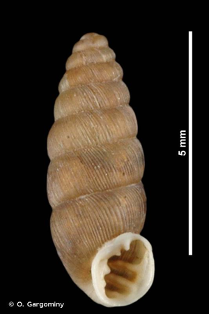 Abida occidentalis (Fagot, 1888) © O. Gargominy