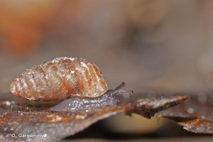Abida bigerrensis (Moquin-Tandon, 1856) © O. Gargominy