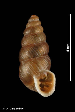 Chondrina centralis (Fagot, 1891) © O. Gargominy