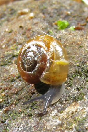 Aegopinella pura (Alder, 1830) © O. Gargominy