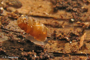 Truncatellina callicratis (Scacchi, 1833) © O. Gargominy
