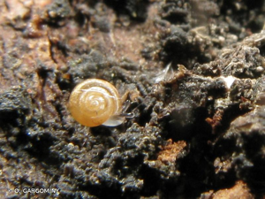 Punctum pygmaeum (Draparnaud, 1801) © O. Gargominy