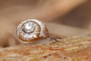 Paralaoma servilis (Shuttleworth, 1852) © O. Gargominy