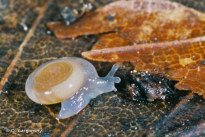 Vitrea subrimata (Reinhardt, 1871) © O. Gargominy