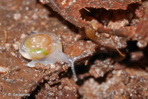 Vitrea narbonensis (Clessin, 1877) © O. Gargominy