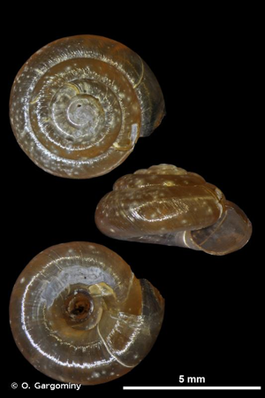 <i>Zonitoides excavatus</i> (Alder, 1830) © O. Gargominy