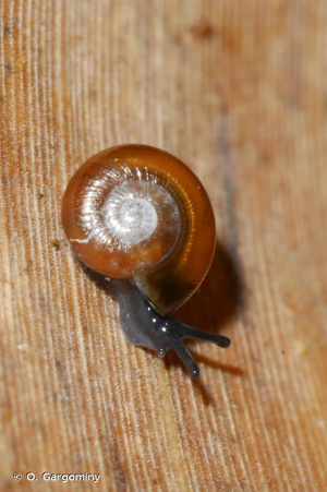 Nesovitrea hammonis (Strøm, 1765) © O. Gargominy