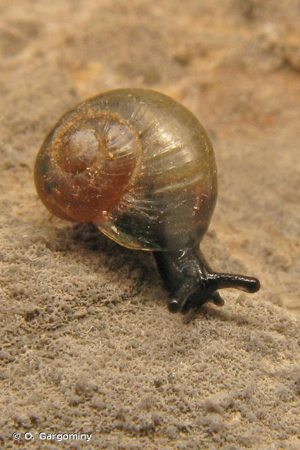 Oligolimax annularis (S. Studer, 1820) © O. Gargominy