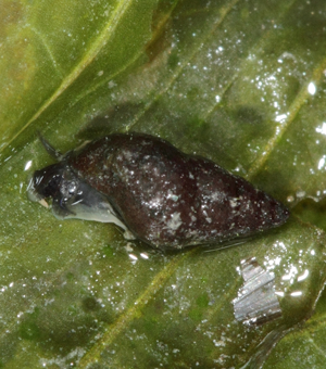 Potamopyrgus antipodarum (Gray, 1843) © P. Duboc