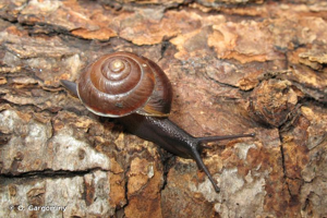 Hygromia cinctella (Draparnaud, 1801) © O. Gargominy