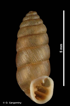 Abida pyrenaearia (Michaud, 1831) © O. Gargominy