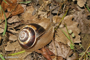 Helix lucorum Linnaeus, 1758 © O. Gargominy