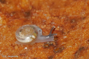 Vitrea diaphana (S. Studer, 1820) © O. Gargominy