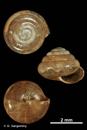 Euconulus alderi (J.E. Gray, 1840) © O. Gargominy