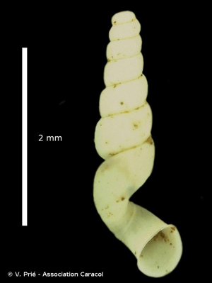 Sorholia lescherae (Boeters, 1981) © V. Prié - Association Caracol