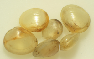 Pisidie des sources - Euglesa personata (Malm, 1855) © P. Duboc
