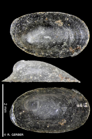 Ferrissia californica (Rowell, 1863) © R. GERBER