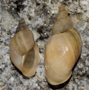 Limnée radis - Peregriana labiata (Rossmässler, 1835) © P. Duboc