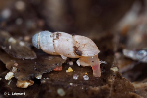 Truncatella subcylindrica (Linnaeus, 1767) © L. Léonard