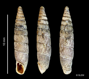 Clausilia bidentata abietina Dupuy, 1849 © SLEM