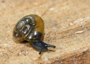 Zonitoides nitidus © SLEM