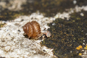 Acanthinula aculeata © David Naudon