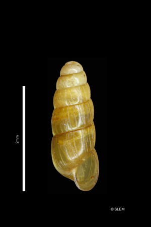 Acicula fusca © SLEM