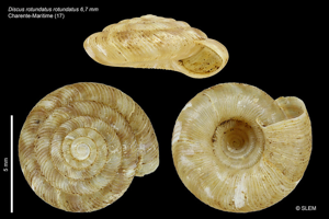 Bouton commun - Discus rotundatus O.F. Müller 1774 © SLEM