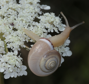 Petit Moine - Monacha cartusiana O.F. Müller 1774 © P. Duboc