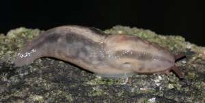 Limace des bois - Lehmannia marginata O.F. Müller 1774 © P. Duboc