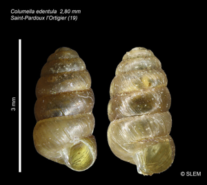 Columelle édentée - Columella edentula (Draparnaud 1805) © SLEM