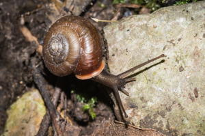 Hélicon méridional - Corneola squamatina (Rossmässler, 1835) © David Naudon