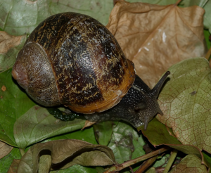 Escargot petit-gris - Cornu aspersum (O.F. Müller, 1774) © P. Duboc