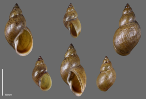 Stagnicola palustris (O.F. Müller, 1774) © C&A Evanno
