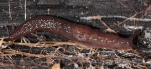 Loche vagabonde - Deroceras invadens (Reise, Hutchinson, Schunack & Schlitt, 2011) © P. Duboc