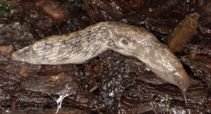 Loche laiteuse - Deroceras reticulatum (O.F. Müller 1774) © P. Duboc