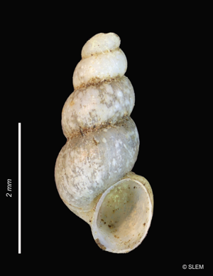 Bythinelle de la Sarthe - Bythinella turriticulata (Paladhile 1869) © SLEM