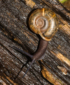 Escargot de Quimper - Elona quinperiana (Blainville 1801) © David Naudon