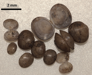 Pisidie robuste - Euglesa casertana (Poli 1791) © P. Duboc
