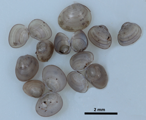 Pisidie des rives - Euglesa milium (Held 1836) © P. Duboc