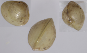 Pisidie de Lamarck - Euglesa obtusalis (Lamarck 1818) © P. Duboc