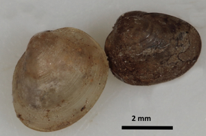 Pisidie chiendent - Euglesa subtruncata (Malm 1855) © P. Duboc