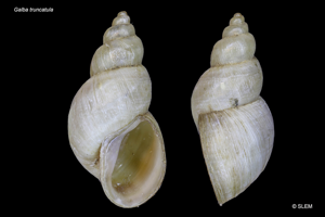 Limnée épaulée - Galba truncatula (O.F. Müller 1774) © SLEM