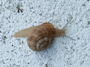 Escargot mourguéta - Eobania vermiculata (O.F. Müller 1774) © P. Duboc