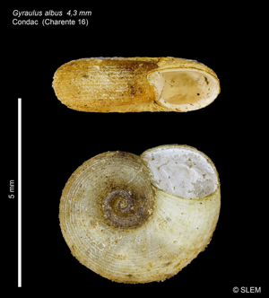 Planorbine poilue - Gyraulus albus (O.F. Müller 1774) © SLEM