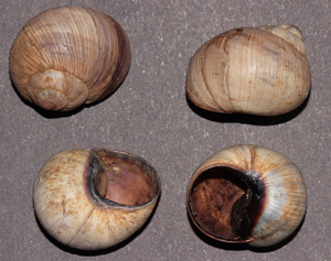 Hélice tapada  - Helix melanostoma (Draparnaud 180&) © P. Duboc
